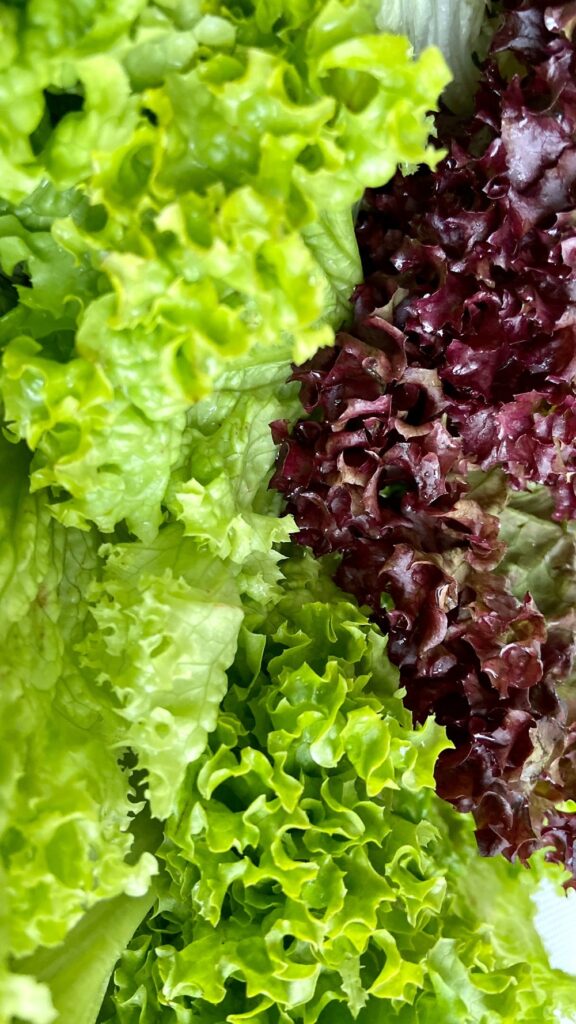 green and red lettuce