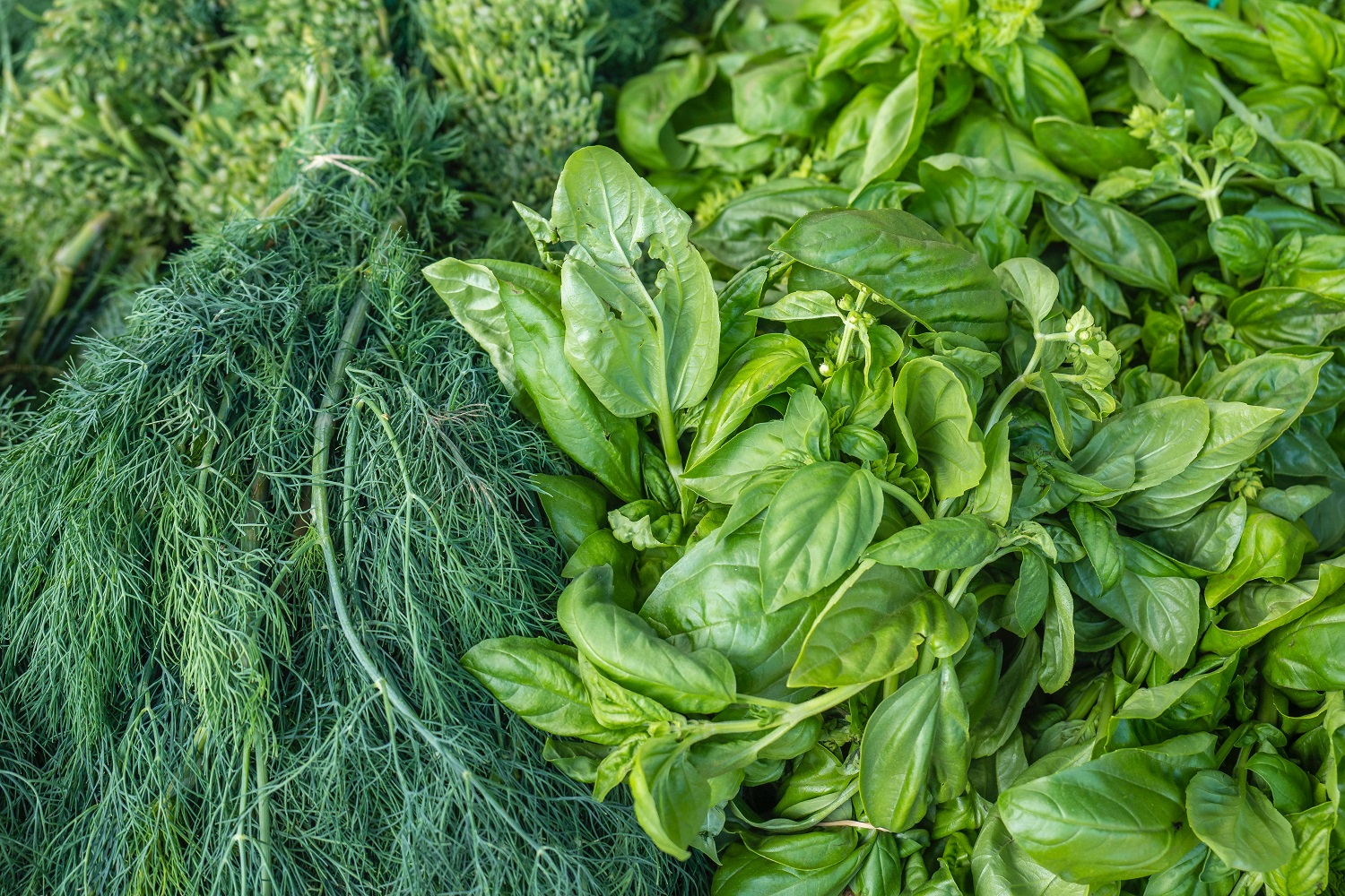 herbs for aromatic ice cubes