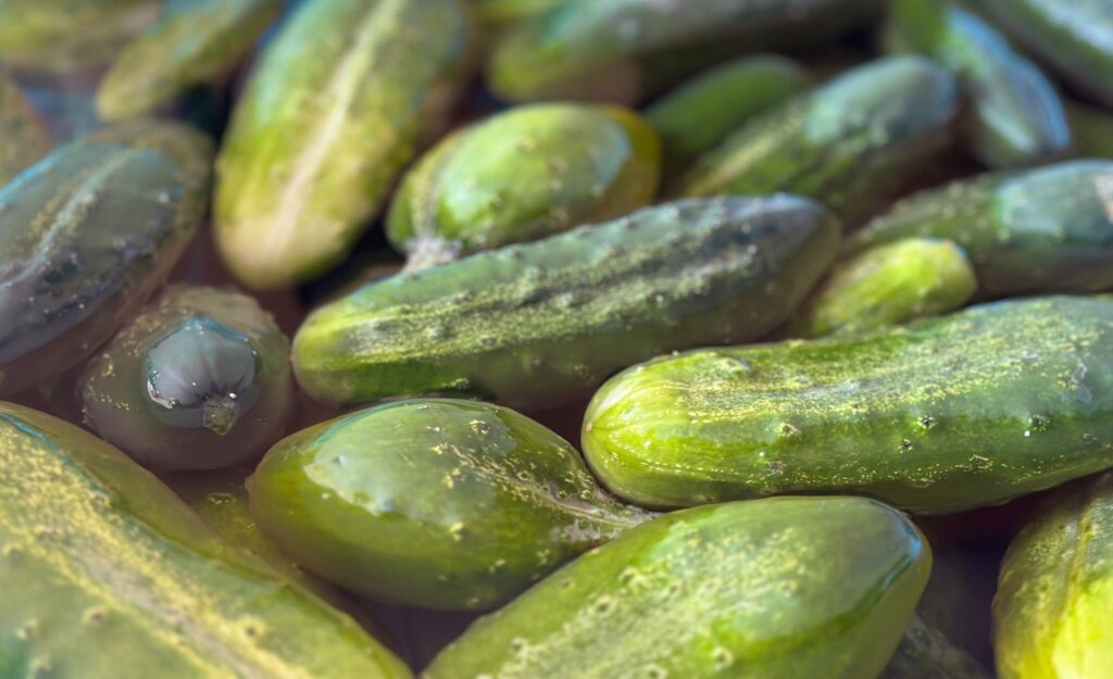 cucumbers for a great cucumber pickle with aromatics