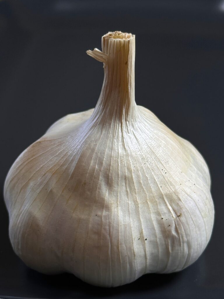 garlic head